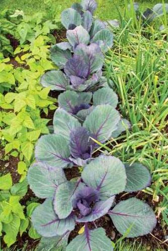 Intercropping: Minimize Your Effort While Maximizing Yields